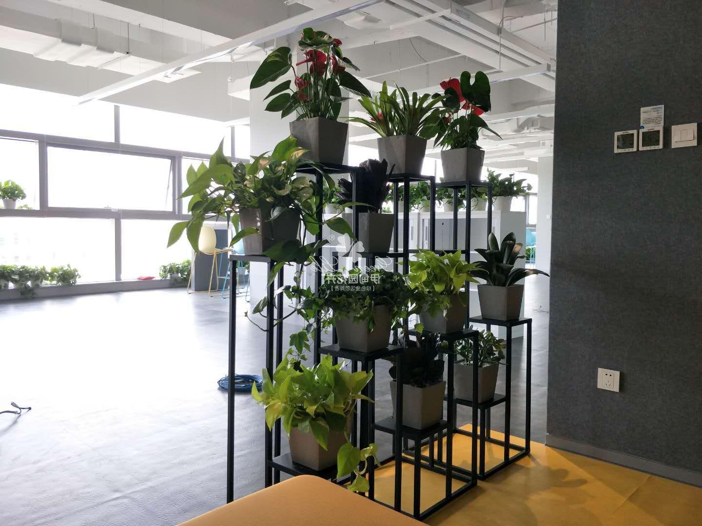办公室花卉绿植